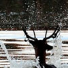 Cerf